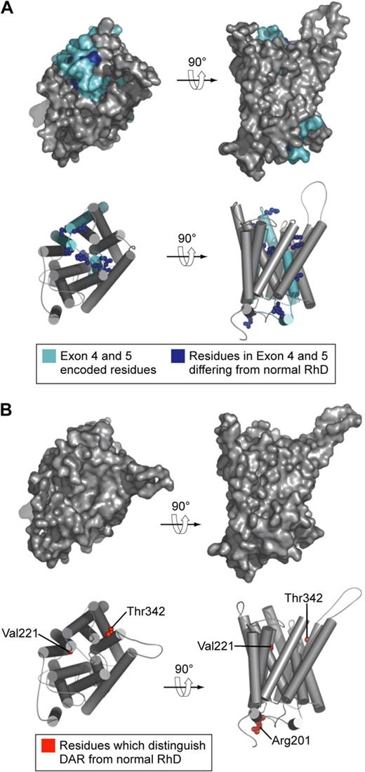 Figure 4. Models of the structure of D antigen variants DVI type I and DAR. (A) DVI type I polypeptide. Residues encoded by exons 4 and 5 (which are replaced by CE sequence in DVI type I) are shown in cyan. Residues in exons 4 and 5 that differ from those in normal D polypeptide are shown as blue spheres. (B) DAR polypeptide. Residues that distinguish DAR from normal D polypeptide are shown as red spheres. In this model DAR-associated residues are not surface exposed and not visible on the molecular surface.