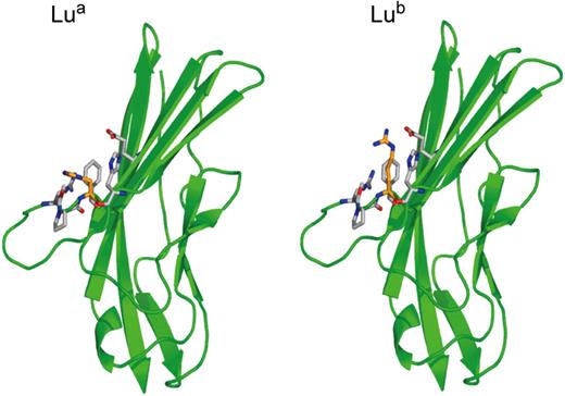 Figure 5. Structure of the Lua and Lub blood group antigens. Crystal structure of the amino-terminal domain of the Lutheran glycoprotein from Mankelow et al,56 depicting the nucleotide transition (SNP) giving rise to His77(Lua) or Arg77(Lub).