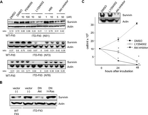 Figure 2. Effects of selective signaling pathway inhibitors or dn- cDNAs on Survivin expression. (A) Ba/F3 cells expressing ITD-Flt3 (N51, N73, and N78) were incubated with 10 and 100 μM PD98059, 10 and 50 μM LY294002, 1 and 10 μM H89, 5 and 50 μM Akt inhibitor, or control DMSO for 24 hours. Ba/F3 cells expressing wild-type Flt3 were included as a control. Survivin expression was determined by Western analysis. Ratio of Survivin/actin relative to DMSO control in ITD-Flt3+ cells determined using densitometer analysis is shown beneath the blot. The selective pathway inhibitors PD-98059 (MAPKp42/44), LY-294002 (PI3-kinase), H89 (PKA), and Akt inhibitor were purchased from Wako Chemicals (Osaka, Japan). (B) dn-Akt or dn-H-Ras cDNAs were transfected into Ba/F3 cells expressing ITD-Flt3 (N51). Ba/F3 cells expressing wild-type Flt3 or ITD-Flt3 were also transfected with vector alone. dn-Akt in pcDNA3 was a kind gift from Drs R. A. Roth and H. Nakshatri (Stanford University School of Medicine, Stanford, CA, and Indiana University School of Medicine, respectively). Transfection of dn-Akt or dn-H-Ras cDNA into Ba/F3 cells expressing Flt3 were performed using a Nucleofector transfection kit (Amaxa, Gaithersburg, MD). Twenty-four hours after transfection, cells were subjected to Western analysis for Survivin. (C) MV4-11 cells were incubated with control DMSO, 50 μM LY290042, or 50 μM Akt inhibitor up to 72 hours in 10% HI-FBS plus RPMI-1640. Cell counts were enumerated by trypan blue exclusion in triplicate. Survivin expression was determined by Western analysis at 24 hours. *P < .05 compared with DMSO control. Representative data for 1 of 2 experiments are shown and are expressed as mean ± SEM.