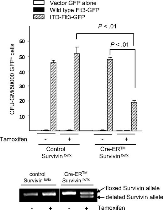 Figure 3. Survivin mediates enhanced proliferation and growth factor–independent growth of CFU-GMs induced by ITD-Flt3. Bone marrow cells from littermate control Survivinflox/flox or Cre-ER Survivinflox/flox mice were transduced with wild-type Flt3, ITD-Flt3 (N51) in MSCV-IRES-EGFP vector, or vector alone. GFP+-transduced cells were FACS sorted and 50 000 GFP+ cells plated in 0.3% agar McCoy medium with 30% HI-FBS without growth factors in the presence or absence of 1 μM 4OH-tamoxifen. Colonies were scored on day 14. Data are expressed as mean ± SEM for 5 independent experiments. The bottom panel shows Survivin gene deletion induced by 4OH-tamoxifen in replicate liquid cultures incubated without cytokines.