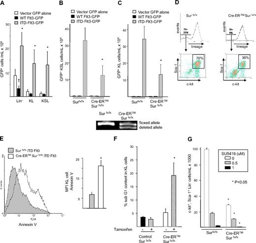 Figure 4. Expansion of primitive hematopoietic cells by ITD-Flt3 requires Survivin. (A) Two million bone marrow cells were infected with retrovirus containing wild-type (WT) human Flt3, ITD-Flt3 (N51) in MSCV-IRES-EGFP vector, or vector control for 2 days in the presence of 100 ng/mL rmSCF, rhTPO, and rhG-CSF. After infection, the medium was replaced with the same cytokine cocktail and incubated for an additional 3 days. Total cells were counted and stained to determine the proportion and the absolute number of GFP+ lineage LinNeg, c-kit+, LinNeg (KL) or c-kit+, Sca-1+, LinNeg (KSL) cells. Data are expressed as mean ± SEM from 16 independent experiments. *P < .05 compared with wild-type Flt3; †P < .05 compared with vector control. (B,C) Number of GFP+ KSL (B) and KL (C) cells transduced with vector control (EGFP+), wild-type (WT) Flt3, or ITD-Flt3 (N51) in cultures of littermate control Survivinflox/flox or Cre-ER Survivinflox/flox cells after culture for 2 weeks with 4OH-tamoxifen without hematopoietic growth factors. Data are the average of 5 experiments and expressed as mean ± SEM. *P < .05 compared with Survivinflox/flox. The bottom panel shows the gene deletion of Survivin allele by 4OH-tamoxifen. (D) Representative plots showing the proportion of KSL cells in Survivinflox/flox and Cre-ER Survivinflox/flox mouse bone marrow cells overexpressing ITD-Flt3 (N51) and cultured with 1 μM 4OH-tamoxifen for 2 weeks. The box represents c-kit+, Sca-1+ cells in the LinNeg fraction. (E) Annexin-V staining of ITD-Flt3 (N51)–transduced GFP+ KL cells, from cultures of Survivinflox/flox or Cre-ER Survivinflox/flox marrow cells after culture for 2 weeks with 4OH-tamoxifen without hematopoietic growth factors. The left panel shows representative data from 1 of 2 experiments. The mean ± SEM of annexin V fluorescence intensity (MFI) from 2 experiments is shown in the right panel. *P < .05 compared with Survivinflox/flox. (F) Sub G1 content of ITD-Flt3 (N51)–transduced KL cells from cultures of Survivinflox/flox or Cre-ER Survivinflox/flox cells after culture in the absence of growth factors with or without 4OH-tamoxifen for 14 days. Data are the mean ± SEM from 3 experiments. *P < .05 compared with Survivinflox/flox. (G) The effect of Survivin deletion and culture with increasing concentration of SU5416 on KSL cell number. Marrow cells from control Survivinflox/flox or Cre-ER Survivinflox/flox mice were retrovirally transduced with ITD-Flt3 (N51) and cultured with 1 μM 4OH-tamoxifen and escalating doses of SU5416 in the absence of hematopoietic growth factors for 14 days. Data represent 1 of the 2 experiments with similar results and are expressed as mean ± SEM. *P < .05 compared with Survivinflox/flox.
