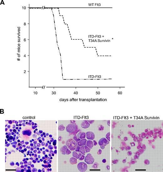 Figure 7. Effect of dn-Survivin on development of acute leukemia induced by ITD-Flt3. (A) Ba/F3 cells expressing MSCV wild-type or ITD-Flt3 were retrovirally transduced with MIEG3 vector or dn-mouse T34A Survivin in MIEG3, as described.31 Three million Ba/F3 cells expressing wild-type or ITD-Flt3 plus MIEG3 vector or dn-T34A Survivin were injected into BALB/c mice (Harlan) as described.12 Kaplan-Meier survival curve for BALB/c mice that received a transplant of 3 × 106 Ba/F3 cells expressing human wild-type (WT) Flt3, ITD-Flt3 (N73), or ITD-Flt3 plus dn-T34A mouse Survivin. *P < .05 compared with ITD-Flt3 alone. N = 10 mice/group. (B) Representative histology of bone marrow from recipients of control, ITD-Flt3 cells, or ITD-Flt3 plus dn-T34A-Survivin–transduced Ba/F3 cells. Infiltration of blasts and lack of megakaryocytes are observed in the bone marrow of recipients of transplanted ITD-Flt3–transduced Ba/F3 cells, whereas the nuclear fragmentation and cell maturation of the myeloid cells were significantly improved in the recipient mice of transplanted Ba/F3 cells overexpressing ITD-Flt3 plus dn-T34A Survivin. The image was taken using a BX60 microscope UPlanF1, DP 71 camera, and DP Controller software (Olympus, Melville, NY). Original magnification: 40 ×. Size: 100 × 100 μm2. Scale: 20 μm for all photographs.Numeric aperture 0.75. Total magnification is expressed as the objective times the eyepiece: 40 (objective)×10 (eyepiece) =400 (total). Staining: Giemsa.