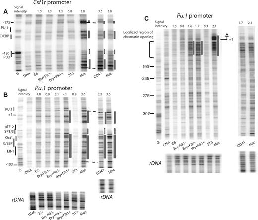 Figure 2. Chromatin at Pu.1 cis-regulatory elements unfolds at the onset of hemangioblast formation and before the Csf1r promoter. Assay examining relative DNaseI accessibility of the Csf1r promoter (A) and the Pu.1 promoter (B,C) in ES cells, ES-derived cells, 3T3 fibroblast cells, CD41+ cells sorted from day-4 blast cell cultures, and macrophages (Mac). (C) LM-PCR looking at Pu.1 with a primer set hybridizing at greater distance from the transcription start. Naked DNA (DNA) served as control and sequences were annotated by an LM-PCR amplifying genomic DNA modified by a G-specific Maxam-Gilbert G reaction (G). For each experiment, equal DNaseI digestion of samples was confirmed by amplification with primers specific for rDNA genes. Regions of localized increases/decreases in DNaseI accessibility at Csf1r and Pu.1 are indicated as gray or white bars, respectively. Signal intensities were measured across the indicated regions and were calculated relative to the rDNA control, with ES cells set as 1. The nature of transcription factor binding sites and their position are indicated at the left. Note that chromatin opening was established in the absence of gene expression. This is further illustrated by the absence of increased DNaseI accessibility in the coding region compared with macrophages (C).