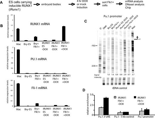 Figure 4. Induction of RUNX1 expression in RUNX1−/− ES cells carrying an inducible RUNX1 allele rapidly induces chromatin unfolding at Pu.1. (A) Experimental strategy. (B) Expression analyses of Runx1, Pu.1, and Fli1 mRNA in the indicated cell types and with/without doxycycline (DOX) induction (concentration 0.1 μg/mL). (C) DNaseI in vivo footprinting assays examining the Pu.1 promoter in the indicated cell types. Signal intensities were measured across the displayed regions and were calculated relative to the rDNA control, with ES cells set as 1. (D) iRUNX1 cells were differentiated into embryoid bodies and induced with 0.1 μg/mL DOX for 4 hours or left uninduced. Flk1+ cells were purified by magnetic cell sorting. ChIP assays were performed in duplicate with 107 cells for each assay and were normalized against the signal with an amplicon located on chromosome 2 (Chr2 control) representing a nonexpressed GAPDH pseudogene. Numbers in panels B and D are mean values between 2 measurements.