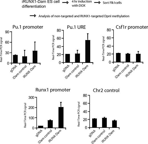 Figure 5. RUNX1 binds transiently to Pu.1 in hemangioblasts. DamId assay analyzing GATC methylation levels at the indicated genes with hemangioblasts expressing Dam-methylase alone (iDam control) or RUNX1-Dam (iRUNX1-Dam) after a 4-hour induction with DOX. Differential methylation was detected by cleaving first with Dpn1, which cleaves only methylated DNA, and then with DpnII, which cleaves only unmethylated DNA.32 The Chr2 control represents a nonexpressed GAPDH pseudogene. The values represent the mean values of 3 independent experiments.