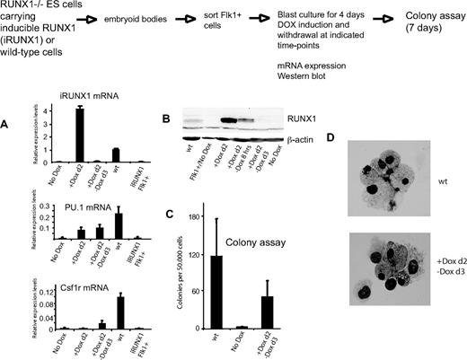 Figure 6. A 12-hour pulse of RUNX1 expression is sufficient to rescue continuous Pu.1 mRNA expression, induce Csf1r mRNA expression, and rescue subsequent hematopoietic development. ES cells were differentiated as indicated. mRNA of the indicated cell populations (iRUNX1 and wt) was measured by real-time PCR (A) and RUNX1 protein was measured by Western blotting (B) using an anti-RUNX1 antibody after 4 days of blast culture (except for the +DOXd2 samples, which were measured before or after 8 hours of withdrawal, as indicated). (C) Number of hematopoietic colonies before and after DOX withdrawal; (D) Giemsa-stained cytospin of representative colonies. mRNA of iRUNX1 Flk1+ cells was prepared straight after cell sorting. Numbers in panels A and C represent mean values of 2 independent experiments analyzed in duplicate.