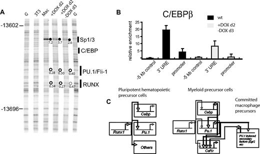 Figure 7. Active chromatin is maintained after RUNX1 withdrawal. (A) In vivo DMS footprinting assay examining the Pu.1 3′ URE conducted with 3T3 cells, macrophages (Mac), and CD41+ cells sorted after 4 days of a blast culture that had been continuously induced with 1 μg/mL doxycycline at day 2 (+DOX) and where the inducer was removed after day 3 (−DOX). Transcription factor binding sites are indicated on the right. Guanines displaying hyperreactivity to DMS-methylation are marked by •; protections from methylation are indicated by white circles; the weak protection over the RUNX site is indicated by a gray circle. Only reproducible changes are marked. Remaining band intensity (with protected bands) or fold enhancement (with hyperreactive bands) is indicated next to the bands with the G reaction set as 1. (B) ChIP assay demonstrating binding of C/EBPβ to its binding sites at the 3′ URE and the Pu.1 promoter in blast cultures from wt cells (■) and induced iRUNX1 cells (iRUNX-DOX) where DOX has been withdrawn as described in panel A. (C) Network diagram illustrating the initiating role of RUNX1 in establishing open chromatin and the expression of hematopoietic master regulators such as PU.1 in pluripotent hematopoietic precursor cells as well as the maintenance of the active state in differentiating myeloid cells. Once Runx1 is activated in pluripotent hematopoietic cells,60,61 a regulatory circuit is established capable of maintaining open chromatin in the absence of RUNX1 and driving myelopoiesis. The induction of secondary factors driving macrophage-specific genes has been described in Krysinska et al9 and Laslo et al.62 The relative importance of the different transcription factors is illustrated by thin (less important) and bold (more important) lines. Numbers in panel B represent mean values of 2 independent experiments analyzed in duplicate.