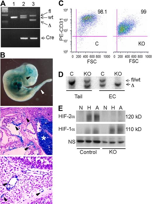 Figure 1. Characterization of an endothelial Hif-2α conditional allele. (A) PCR genotypes of mouse tail genomic DNA. Lane 1, wild-type; lane 2, Hif-2αfl/+, Cre (control); lane 3, Hif-2αfl/Δ, Cre (KO). (B) β-galactosidase (lacZ) expression in E11.5 Hif-2αfl/+, ROSA26R/+, Cre embryos and tissue sections. Arrowheads indicate lacZ activity in ECs. Middle panel depicts vascular ECs near the hepatic primordium (*), which also contains lacZ-positive hematopoietic cells. Bottom panel depicts blood vessels in the branchial arch region. (C) Flow cytometric analysis of lung ECs isolated from control (C) and knockout (KO) mice upon staining with PE-conjugated anti-CD31 antibody. (D) Southern blot analysis of DNA from tail clips and corresponding endothelial cell (EC) populations, indicating highly efficient recombination of fl allele in both control (C) and knockout (KO) EC. Wild-type and fl alleles are not distinguishable by size. (E) Western blot analysis of HIF-1α and HIF-2α protein expression in endothelial cells subjected to 21% (N), 0.5% (H), or 0% (A) O2 for 6 hours. The bands appear diffuse due to phosphorylation and other posttranslational modifications.7 NS indicates nonspecific band used as a loading control.