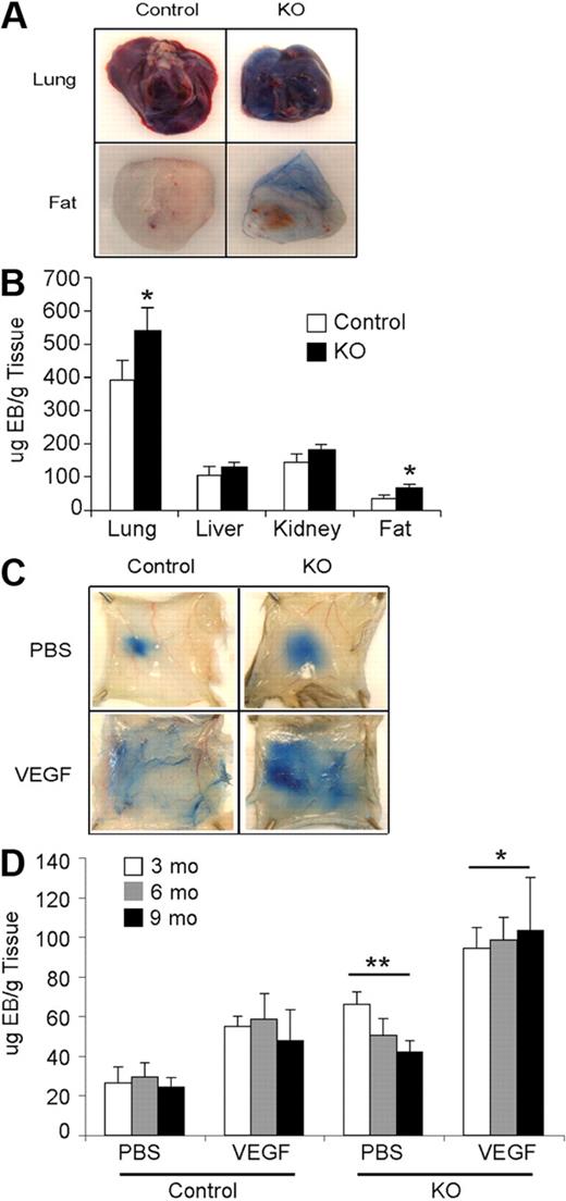 Figure 2. Effects of Hif-2α deletion on vessel permeability. (A) Increased vessel permeability in KO mice. Images of chronic vascular leakage in lung and adipose tissue of KO mice. (B) Quantification of Evan blue dye leakage in various organs. (C) Photographs of Evan blue dye leakage 30 minutes after intradermal injection of either PBS or VEGF into the back skin of 9-month-old control and KO mice. (D) Quantification of extracted dye from the back skin of 3-, 6-, and 9-month-old mice, normalized to tissue weight, showed significantly increased leakage in KO compared with control mice in both treatment groups (n = 8 for each age). **P < .01; *P < .05.