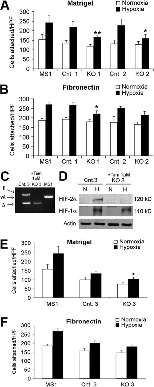 Figure 4. Hif-2α deletion affects lung endothelial cell adhesion. Reduced adhesion of independently derived KO EC lines to Matrigel- (A) or fibronectin- (B) coated plates, under hypoxic conditions, compared with related control EC lines. MS1, control murine pancreatic endothelial cell line. Cells in 6 random high power fields (HPF) were counted, and combined results from 3 separate experiments are shown. (C-D) Acute HIF-2α deletion in lung endothelial cells from Hif-2α2L/1L, Ubc-CreERT2 mice. PCR (C) and Western blot (D) analysis demonstrating efficient deletion of HIF-2α after tamoxifen treatment. Proteins were extracted from cells after exposure to either 21% (N) or 0.5% (H) O2 for 6 hours. (E-F) Reduced adhesion of ECs with acute HIF-2α deletion to either Matrigel- (E) or fibronectin- (F) coated plates, under hypoxic conditions, compared with related control EC lines. *P < .05; **P < .01.