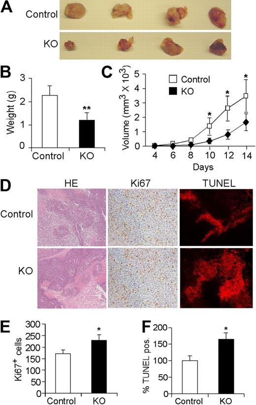 Figure 5. Endothelial Hif-2α deletion leads to reduced tumor growth and increased tumor cell apoptosis. (A) Representative pictures of LLC tumor xenografts from control and KO mice 14 days after subcutaneous injection (n = 9). (B) Weight of tumors excised at day 14. (C) Growth curve of LLC tumors over the 2-week course (n = 9). (D) Representative H&E staining and Ki67 and Apo-BrdU (TUNEL) immunohistochemistry. (E,F) Quantification of Ki67 and TUNEL signals in tumors isolated from control and KO mice (n = 6; * P < .05; **P < .01).