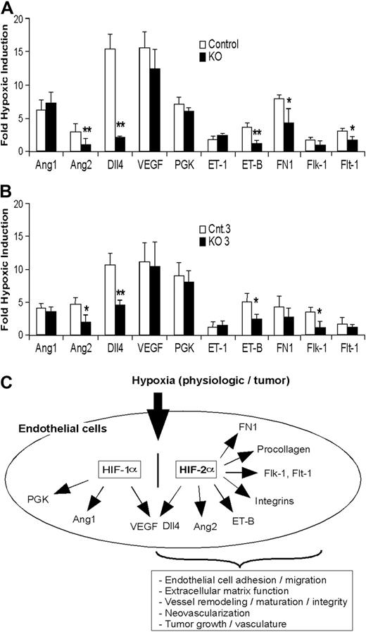 Figure 7. Hif-2α deletion affects HIF target gene expression in lung endothelial cells. (A-B) Hypoxic induction of HIF target gene expression in ECs isolated from KO mice (A) and from ECs with HIF-2α acute deletion (B) exposed to 0.5% O2 for 16 hours. The relative ratio of hypoxic to normoxic gene expression (fold hypoxic induction) is shown for control and KO ECs. See “Endothelial HIF-2α deletion disrupts vessel integrity and promotes pulmonary hypertension” and “Hypoxic induction of angiogenic genes is impaired in HIF-2α–deficient ECs” for gene names (n = 6; *P < .05; **P < .01). (C) Model of HIF-2α function in murine ECs in response to hypoxia, reflecting unique and shared transcriptional targets of HIF-1α and HIF-2α.