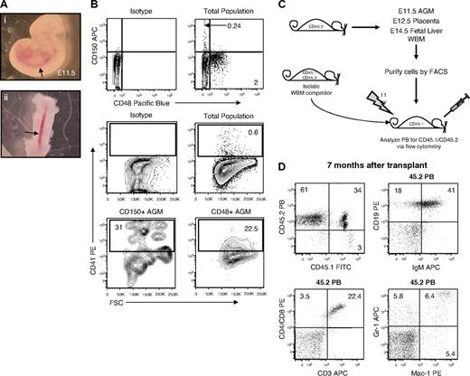Figure 1. E11.5 AGM-derived repopulating cells do not express CD150 or CD48. (A) E11.5 embryos before (i) and after (ii) AGM dissection. The image was captured at room temperature by the use of a Leica MZ16 scope and a Nikon COOLPIX camera. Total magnification ×400. Arrows denote the aorta. (B) Flow cytometry analysis of CD48, CD150, and CD41 expression on AGM cells. (C) To assess the in vivo hematopoietic repopulating potential of cells isolated from E11.5 AGM, E12.5 placenta, E14.5 FL, and WBM, donor cells from each tissue were isolated from CD45.2 C57BL/6 mice, fractionated via FACS, and then transplanted into irradiated CD45.1 C57BL/6 mice along with 2.5 × 105 competitor WBM cells isolated from CD45.1/CD45.2 C57BL/6 mice. Recipient PB mice were then analyzed every 4 weeks for the presence of CD45.2+ (ie, donor-derived) cells. (D) A representative mouse 7 months after transplant with CD150−CD48− E11.5 AGM-derived (CD45.2+) B cells (IgM+/CD19+), T cells (CD3+ and/or CD4+/CD8+), and myeloid cells (Gr-1+ and/or Mac-1+).