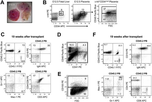 Figure 2. E12.5 Placenta-derived repopulating cells do not express CD150 or CD48. (A) E12.5 embryo after dissection of placenta. P indicates placenta; YS, yolk sac; and E, embryo. The image was captured at room temperature by the use of a Leica MZ16 scope and a Nikon COOLPIX camera. Total approximate magnification ×12. (B) Flow cytometry analysis of E12.5 placenta for CD34, c-Kit, and CD48 expression. Because the placenta contains a large population of autofluorescent cells that make resolution of the c-Kit+CD34med compartment difficult, we also dissociated E12.5 FL and used it as a guide to gate c-Kit+CD34med placenta cells (H. Mikkola, personal written communication, October 2009). (C) A representative mouse 19 weeks after transplantation with CD34medc-Kit+CD48− E12.5 placenta-derived (CD45.2+) B cells (IgM+/CD19+), T cells (CD3+ and/or CD4+/CD8+), and myeloid cells (Gr-1+ and/or Mac-1+). (D) Flow cytometry analysis of CD48 and CD41 expression on E12.5 placenta cells. (E) Flow cytometry analysis of CD150 expression on E12.5 placenta cells. (F) A representative mouse 19 weeks after transplantation with CD150− E12.5 placenta-derived (CD45.2+) B cells (IgM+/CD19+), T cells (CD3+ and/or CD4+/CD8+), and myeloid cells (Gr-1+ and/or Mac-1+).