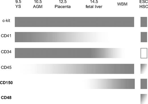 Figure 7. Cell surface phenotype of embryonic and ESC-derived HSCs. Our data further defines the cell-surface phenotype of both murine ESC-HSCs and in vivo HSCs during ontogeny, especially with regard to the expression of the SLAM family of cell surface molecules. Similarly to early developmental HSC populations in the YS and AGM, ESC-HSCs express high levels of CD41. ESC-HSCs lack CD34 expression and are heterogeneous for both CD48 and CD45 cell-surface expression, suggesting that they represent a pool of phenotypically distinct repopulating cells. Surprisingly, we found that CD150 expression is developmentally regulated during HSC ontogeny; it is absent from E11.5 AGM and E12.5 placental HSCs but present on E14.5 FL and WBM HSC. CD48 was absent from HSCs throughout ontogeny.