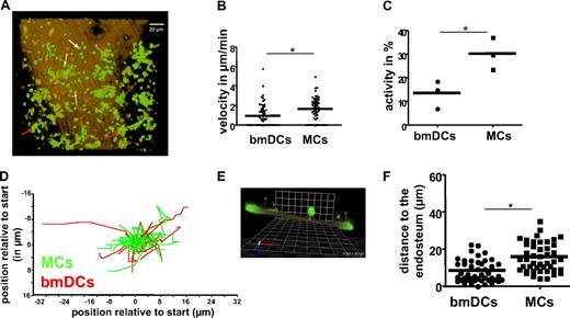 Figure 2. Time-lapse intravital microscopy of BMDCs and macrophages in the tibia. (A) Visualization of BMDCs (red arrows) and macrophages (MCs, white arrows) in the vicinity of the endosteum in vivo using the CX3CR-GFP mouse model, in which these cell types are green. The brown color delineates the SHG signal of the calcified bone (the corresponding movie is available as supplemental Video 2). (B) Quantification of the velocity of BMDCs and MCs in the BM (n = 65 cells per cell type, based on 3 independent experiments). (C) Activity (eg, percentage of cells that present with cell position changing migration) of BMDCs and MCs in the BM, based on 3 independent experiments. (D) Trajectories of individual BMDC and MC movement (n = at least 10 per cell type). (E) Schematic of the grid approach to quantify the distance of the cells to the endosteum, as described in “Methods.” A CFSE-stained transplanted cell (green) is shown in a side view to demonstrate its distance to the calcified bone (brown, autofluorescence). The yellow scale bar from the lower part of the cell body to the bone surface represents the distance to the endosteal surface measured for this cell. All cells were analyzed analogously to obtain distance values. (F) Distance of BMDCs and MCs to the endosteum (vertical bars representing average, n = 65 cells per cell type, based on 3 independent experiments). *P < .05.