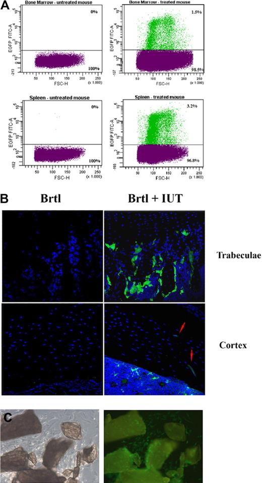 Figure 2. Engraftment analysis by direct cell counting. (A) Example of FACS separation and counting of eGFP+ and eGFP− cells extracted from bone marrow and spleen of untreated controls (left) and treated mice (right). The sorting gates were set to preferentially select mononuclear cells. The percentage of donor cells was calculated selecting the fluorescent population based on the fluorescence intensity (FL1-H) versus forward scatter (FSC-H). (B) Confocal microscopic images of 10-μm bone sections from untreated (Brtl) and treated (Brtl + IUT) mice. Blue DAPI counterstaining reveals nuclei of all donor and host cells. Green eGFP+ donor cells are visible in the treated sample in the region surrounding the trabeculae at expected locations of osteoblasts and in the cortical region occupied by osteocytes (eGFP+ osteocytes are indicated by red arrows). The imaging was performed in a TCS SP2-Leica confocal microscope with 40×/1.25 NA oil objective; 488 nm excitation and a 500-540 nm emission filter were used for eGFP, and 364 nm excitation and 400-480 nm filter were used for DAPI. (C) Phase contrast (left) and GFP fluorescence (right) images of primary osteoblasts growing from minced femur and tibia chips, obtained with the DMIL-Leica microscope (10×/0.22NA objective).