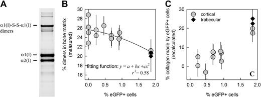 Figure 4. Collagen composition of extracellular matrix in bones from untreated and treated mutant mice. Type I collagen was extracted from trabecular and cortical bone samples and analyzed by quantitative sodium dodecyl sulfate polyacrylamide gel electrophoresis (SDS-PAGE) with fluorescent labeling (A). The fraction of α1(I) chains forming α1(I)-S-S-α1(I) dimers represents the fraction of collagen molecules with 2 mutant chains. This fraction decreased with increasing engraftment of donor (eGFP+) cells (r2 = 0.58) because they produced only collagen without mutant chains (B). Because host cells are expected to synthesize the same fraction of the dimers in treated and untreated animals, the fraction of collagen made by the donor cells (cd) can be evaluated as cd = 1 − d/d0, where d and d0 are the fractions of dimers measured in treated and untreated animals, respectively. This fraction increased with the donor cell engraftment (C, r2 = 0.78). The engraftment was measured for each animal by FACS in bone marrow (Table 3). The same engraftment in the cortical bone is expected from real-time PCR data (Figure 3 and supplemental Table 1).