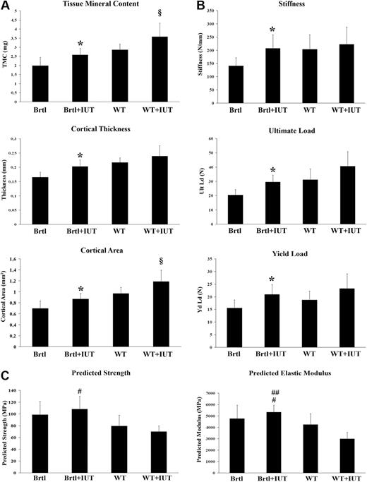 Figure 6. Effect of IUT on geometry and mechanical properties of femurs. (A) Geometric parameters (microCT) of femur in 2-month-old mutant untreated (Brtl, n = 8), mutant treated (Brtl + IUT, n = 12), WT untreated (n = 11), and WT treated (n = 5) mice. (B) Mechanical properties (4-points bending test) of femur in 2-month-old mutant untreated (Brtl, n = 8), mutant treated (Brtl + IUT, n = 5), WT untreated (n = 11), and WT treated (n = 5) mice. (C) Predicted Ultimate Strength and Predicted Elastic Modulus. Bars on graphs are mean ± SD. *P < .05 for Brtl + IUT vs Brtl; §P < .05 for WT + IUT vs WT, Brtl + IUT; #P < .05 for Brtl + IUT vs WT and WT + IUT; and ##P < .05 for Brtl + IUT vs WT + IUT.
