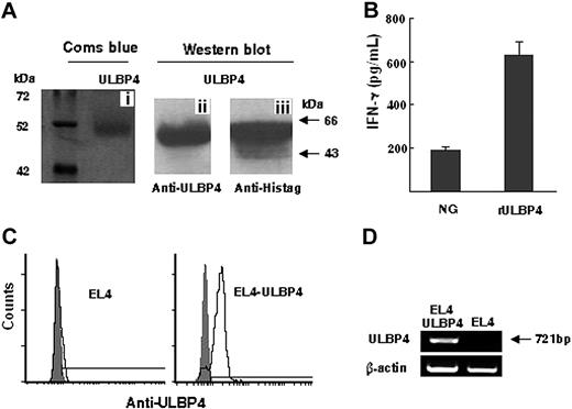 Figure 1. Expression and identification of ULBP4. (A) Purified rULBP4 was analyzed by SDS-PAGE (i) and detected with anti-ULBP4 mAb (ii) or anti-Histag mAb (iii). (B) IFN-γ secretion of NK92 cells after stimulation with purified rULBP4 or control other human recombinant proteins (NG). Data represent means ± SD (error bars) of 3 independent experiments. (C) Flow cytometric staining of untransfected and ULBP4-transfected EL4 cells with anti-ULBP4 mAb 8C9 (black line histogram). Ig controls are shaded. (D) Expressions of ULBP4 transcripts in ULBP4-transfected and untransfected EL4 cells were detected by RT-PCR.
