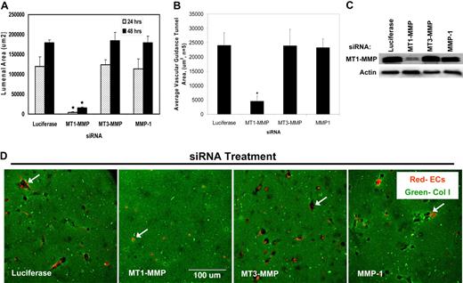 Figure 2. siRNAs directed to MT1-MMP block EC lumen formation and generation of vascular guidance tunnels in 3D collagen matrices. (A) The graph shows the average corresponding lumen area in micrometers2 per high-powered field for each siRNA treatment. Cultures were examined at either 24 or 48 hours of culture. The inability of MT1-MMP siRNA treated cells to form lumens is shown, with the bars representing the average lumenal area ± SD (P < .01; n = 3). (B) The graph shows the average corresponding vascular guidance tunnel area in micrometers2 per high-powered field for each siRNA treatment. Individual fields were photographed under fluorescence after immunostaining of gels (24-hour cultures) with anti-collagen type I antibodies. Vascular guidance tunnel areas were traced using Metamorph software from the photographs. The inability of MT1-MMP siRNA-treated cells to form tunnels is shown, with the bars representing average tunnel area per field ± SD (P < .01). (C) Western blots showing MT1-MMP expression demonstrate specific knockdown of the gene with siRNA directed to MT1-MMP compared with MT3-MMP and MMP-1 as well as the control siRNA directed to luciferase. Actin was used as a loading control. (D) Representative images of siRNA-transfected ECs seeded within FITC-labeled collagen type I 3D matrices are shown. Luciferase (Luc), MT1-MMP, MT3-MMP, and MMP-1 siRNA-transfected mRFP-ECs were allowed to form lumens and tube networks for 48 hours and data quantified (A). Bar equals 100 μm.
