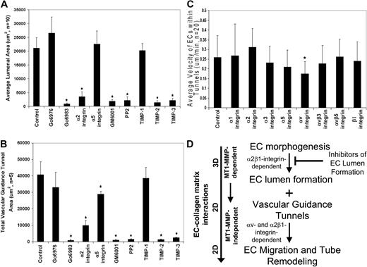 Figure 7. Inhibitors of EC lumen formation block vascular guidance tunnel formation, and differential role of integrins in controlling EC motility and adhesive interactions with vascular guidance tunnel matrices. ECs were seeded into collagen matrices, and various inhibitors of lumen formation were added from the beginning of the assay as indicated. The indicated drugs (Go6976, Go6983, PP2) were each added at 10 μM, the integrin blocking antibodies were added at 20 μg/mL, and the MMP inhibitors, GM6001, and the recombinant TIMPs were added at 5 μM and 5 μg/mL, respectively. (A) Average luminal area was measured in micrometers2 from 5 independent cultures, with bars representing area ± SD (P < .01) and quantitated from images obtained from stained cultures. (B) Cultures were immunostained for collagen type I and quantification of average vascular guidance tunnel formation measured in micrometers2 from 5 independent cultures, with bars representing tunnel area ± SD (P < .01). (C) Nuclear GFP-EC cultures were established for 48 hours, after which time integrin blocking antibodies were added at 20 μg/mL and real-time imaging was performed to assess EC motility within vascular guidance tunnels. Velocity of migration was quantitated from 20 independent cell motility tracings from triplicate cultures and is calculated as μm per minute. (D) Schematic diagram showing that EC morphogenic processes lead to both lumen formation and vascular guidance tunnel formation. The lumen formation mechanism depends on MT1-MMP-dependent proteolysis and the α2β1 integrin in a 3D matrix environment. ECs initially are completely surrounded by collagen matrix. Vascular guidance tunnels which form as a consequence of EC lumen formation are then used as 2D migratory matrix surfaces allowing EC motility and tube remodeling events that are MT1-MMP-independent. The ECs flatten out within these tunnel spaces and are interacting with collagen ECM on their abluminal surfaces while their luminal surfaces are exposed to fluid, thus, mimicking a 2D matrix environment. EC migratory events involve αv and α2β1 integrins that recognize the proteolytically altered vascular guidance tunnel matrix surface (containing both native and denatured collagen type I).