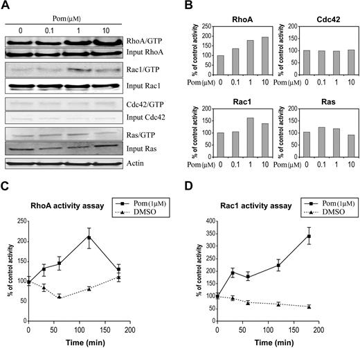 Figure 1. Pomalidomide selectively activates Rho GTPases in primary human monocytes. (A) RhoA, Rac1, Cdc42, and Ras activities were measured by pull-down assay in primary monocytes in the presence of pomalidomide at indicated concentrations for 30 minutes. (B) Quantitation of GTPases activation in panel A using densitometry is expressed as percent control relative to DMSO treatment. (C-D) RhoA and Rac1 activity were determined by G-LISA assay in the presence of 1 μM pomalidomide at indicated time points. These results are representative of 3 independent experiments.