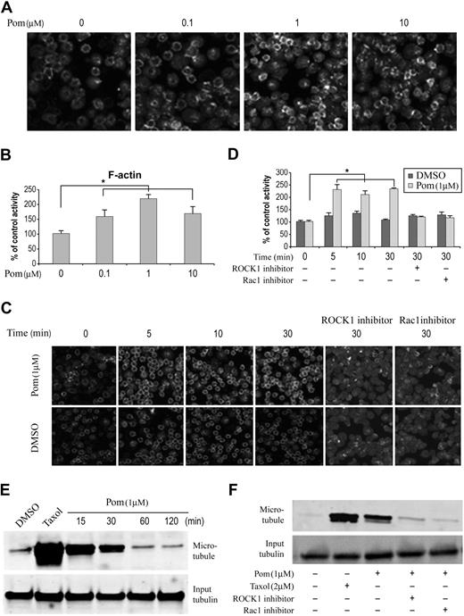 Figure 2. Pomalidomide regulates cytoskeleton in monocytes through Rho GTPases. (A-B) Monocytes were treated with pomalidomide at the indicated concentration or DMSO as a control for 30 minutes, followed by rhodamine-phalloidin staining. Quantitation of staining is normalized and expressed as percent control relative to DMSO treatment. Data represent 3 independent experiments. Columns and error bars represent mean ± SEM (Student t test, *P < .05). (C-D) Representative experiment shows ROCK1 and Rac1 inhibitors decrease pomalidomide-induced F-actin formation in monocytes. Monocyte cells were treated with 1 μM pomalidomide for indicated time points. When ROCK1 or Rac1 inhibitors were used, cells were preincubated for 30 minutes in the presence of 10 μM ROCK1 inhibitor (Y27632) or Rac1 inhibitor, followed by DMSO or pomalidomide incubation. Quantitation of staining (D) is normalized and expressed as percent control relative to DMSO treatment. Data represent 3 independent experiments. Columns and error bars represent mean ± SEM (Student t test, *P < .05). (E) Pomalidomide stabilizes microtubule in human primary monocytes. Cells were treated with DMSO or 1 μM pomalidomide for indicated time points. Microtubule level was determined by Western blot analysis using tubulin antibody after the microtubule depolymerization. Treatment with 2 μM Taxol for 2 hours was used as a positive control. (F) ROCK1 and Rac1 inhibitors block pomalidomide-induced microtubule stabilization. Monocytes were pretreated with ROCK1 or Rac1 inhibitors for 15 minutes before pomalidomide stimulation. Treatment with 2 μM Taxol for 2 hours was used as a positive control.