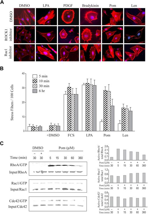 Figure 4. Pomalidomide and lenalidomide induce stress fiber formation in Swiss 3T3 cells through activation of RhoA. (A) Swiss 3T3 fibroblasts were incubated in serum-free medium with 0.2% NaHCO3 for 20 hours before stimulation with 0.01% DMSO, 20 ng/mL LPA, 3 ng/mL PDGF, 100 ng/mL bradykinin, 1 μM pomalidomide, or 1 μM lenalidomide for 30 minutes. Where indicated, 30 μM ROCK1 inhibitor or 30 μM Rac1 inhibitor were added to cells 12 hours before the above stimulations. The cells were then fixed with 3% paraformaldehyde, permeabilized with 0.2% Triton X-100, and stained with Alexa 594 phalloidin to visualize F-actin (red). (B) Serum-starved cells were stimulated as indicated in a time course and were followed by Alex-594 phalloidin staining. Each bar represents the percentage of cells with stress fiber clearly observed under each condition, which were quantified in randomly chosen 100 cells per a 22 × 22-mm glass coverslip. Results shown here are the mean of 3 independent experiments. Error bars indicate ± SE. (C) Serum-starved cells were treated with 1 μM pomalidomide for the indicated time. Rho GTPases activity was analyzed by the GTPase pull-down assay as described in “Methods.” Quantification for each treatment condition is shown on the right panel.