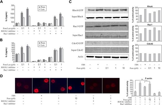 Figure 5. Activation of Rho GTPases, induction of IL-2, and formation of F-actin by IMiDs. (A) CD4+ T cells were treated with pomalidomide or lenalidomide for 6 hours at the indicated concentration in the presence of anti-CD3 antibody (A) or without anti-CD3 antibody (B). Cells were preincubated for 30 minutes with ROCK1 inhibitor or Rac1 inhibitor followed by pomalidomide or lenalidomide incubation. IL-2 level was measured by Mesoscale Discovery System. Columns and error bars represent mean (± SEM). (C) Pomalidomide selectively activates RhoA, Rac1. Small GTPase activities in CD4+ cells were measured by pull-down assay in the presence of pomalidomide at indicated concentrations for 30 minutes. Quantitation of pull-down protein is normalized to actin and expressed as percent control relative to DMSO treatment. (D) Representative experiment shows that the staining of F-actin by rhodamine-phalloidin, from nonstimulated (DMSO) or stimulated (pomalidomide) CD4+ T cells for indicated concentrations in the presence or absence of ROCK1 and Rac1 inhibitors. Cells were preincubated for 30 minutes in the presence of 10 μM ROCK1 inhibitor or Rac1 inhibitor followed by DMSO or pomalidomide stimulation. F-actin staining of 300 cells from 3 random fields was quantified in each experiment condition (right panel). Data represent 3 independent experiments. Columns and error bars represent mean ± SEM (Student t test, *P < .01).
