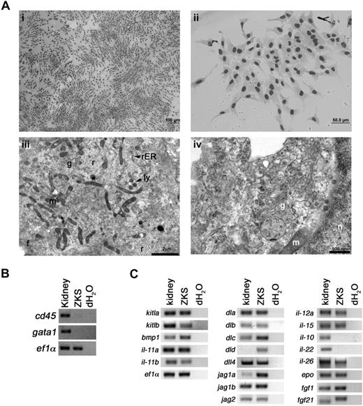 Figure 1. ZKS cells are primary kidney stromal cells. (A) Morphologic characterization of ZKS cells. (i,ii) May-Grünwald/Giemsa staining of ZKS cells on glass coverslips reveals stromal morphology. Images in subpanel i were photographed at 100× at 100% confluence; those in subpanel ii were photographed at 400× at low confluence. Transmission electron micrographs of ZKS stromal cells show ultrastructural features of fibroblasts. (iii) Close-up of ZKS cell, 7900×. Note abundant mitochondria and free ribosomes. (iv) Close-up of a ZKS cell, 19 000×. Note abundant Golgi and rough endoplasmic reticular network. n indicates nucleus; g, Golgi; r, ribosome; rER, rough endoplasmic reticulum; ly, lysosome; f, filaments; and m, mitochondria. (B) ZKS cells do not express hematopoietic specific transcripts. Gene expression analysis of ZKS cells by RT-PCR for the pan leukocytic transcript cd45 and erythroid specific gata1. Gene names listed at left. Whole kidney used as positive controls, dH2O as negative controls. (C) Gene expression analysis of ZKS cells by RT-PCR for transcripts involved in proliferation and differentiation of progenitor cells (left column), niche signaling and lymphoid development (middle column), and lineage-specific signaling, maintenance, and differentiation (right column). Gene names listed at left. Whole kidney used as positive controls, dH2O as negative controls.
