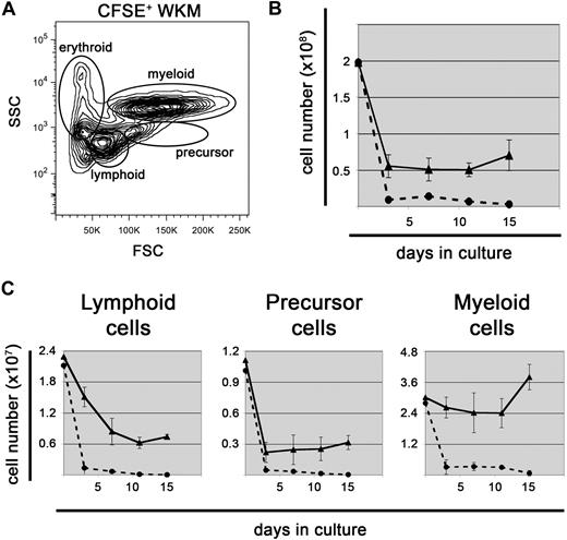 Figure 2. ZKS cells support hematopoiesis. (A) All hematopoietic cell populations are represented in CFSE+ cultures. Representative flow cytometric light scatter profile showing the different populations of cells present in CFSE-labeled WKM at day 0, before plating on ZKS. (B) ZKS support cell survival. Total cell numbers of WKM cultured with ZKS cells (—▲—) and without (---●---) over time (n = 4). (C) Lymphoid, precursor, and myeloid cells all survive over time. Total number of lymphoid (left), precursor (center), and myeloid (right) cells present in WKM cultures with ZKS cells (—▲—) and without (---●---; n = 4). In all cases, total cell numbers are given at left, and days in culture are given at bottom. In all cases, the graph depicts the mean and SD for 4 independent replicates.