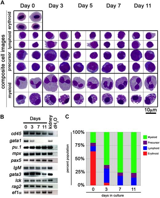 Figure 3. ZKS cells support hematopoiesis; morphology and gene expression data. (A) Representative hematopoietic cell types recovered from in vitro culture on ZKS stroma. May-Grünwald/Giemsa stained cells were photographed at 1000×. After photographing, cells were cut and pasted from multiple fields to create composite image. (B) Gene expression analysis of cells by RT-PCR recovered from ZKS cultures for the panleukocytic transcript cd45, the erythroid-specific transcript gata1, myeloid-specific transcripts pu.1 and mpx, and the lymphoid-specific transcripts pax5, igM, gata3, lck, and rag2. Gene names listed at left, days in culture on ZKS stroma at top. Whole kidney used as positive controls, dH2O as negative controls. (C) Percentages of lineages in recovered cell populations over 11 days of culture. Percent population listed at left, days in culture on ZKS stroma at bottom. Green indicates myeloid; purple, precursor; blue, lymphoid; and red, erythroid.