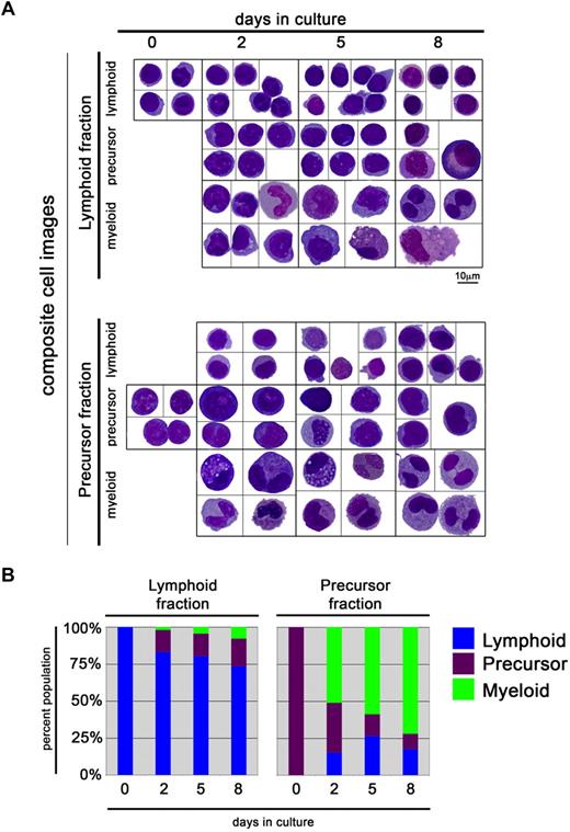Figure 5. ZKS cells stimulate differentiation of zebrafish hematopoietic precursors; morphologic evidence. (A) Representative hematopoietic cells recovered from purified βactin:GFP+ lymphoid (top) and precursor (bottom) fractions cultured on ZKS cells stained with May-Grünwald/Giemsa. All images were photographed at 1000×. After photographing, cells were cut and pasted from multiple fields to create composite image. (B) Percentages of lineages derived from lymphoid fraction (left) and precursor fraction (right) recovered cell populations over 8 days of culture. Percent population listed at left, days in culture on ZKS stroma at bottom. Blue indicates lymphoid; purple, precursor; and green, myeloid.