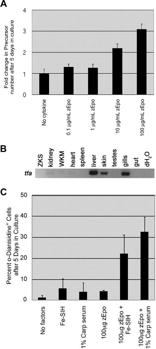 Figure 6. zEpo increases precursor cell survival and differentiation. (A) Epo stimulates precursor survival. Fold change in precursor number after 5 days in culture. Cytokine conditions listed at bottom (n = 3). (B) RT-PCR expression of the zebrafish transferrin-a (tfa) gene in zebrafish tissues. (C) Increased erythroid differentiation achieved by exogenous iron delivery. Percent o-dianisidine-positive erythroid cells after 5 days of culture with erythroid stimulating factors. Factors added to media listed at bottom (n = 3). In all cases, the graph depicts the mean and SD for 3 independent replicates.