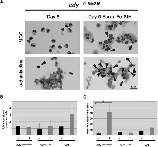 Figure 7. Fe-SIH rescues erythroid differentiation in cdy te216/te216 mutant WKM cultured on ZKS cells. (A) Morphologic (May-Grünwald/Giemsa, top row) and histochemical (o-dianisidine, bottom row) staining of cdy te216/216 mutant WKM cultured on ZKS for 5 days with no factors added (left column) or 100 μg zEpo and Fe-SIH added (right column). Arrowheads denote erythroid cells. (B) Fold expansion of precursor cells from erythroid mutants over 5 days in culture on ZKS cell without (−) or with (+) recombinant Epo and Fe-SIH (n = 4). (C) Percent o-dianisidine-positive erythroid cells after 5 days of culture without (−) or with (+) recombinant Epo and Fe-SIH (n = 4; *P < .01). In all cases, the graph depicts the mean and SD for 4 independent replicates.