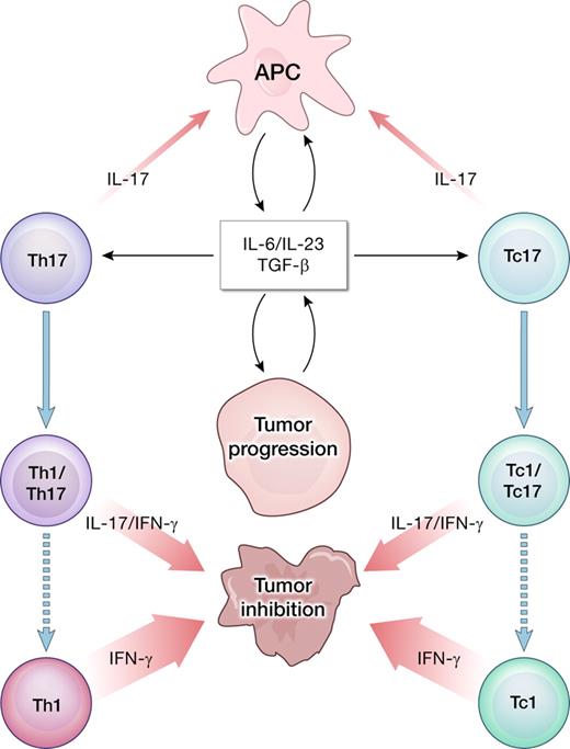 Figure 1. Cancer progression is associated with the release of inflammatory cytokines, including IL-6 and IL-23, which might promote further growth of the tumor cells in a microenvironment dominated by STAT3 signaling. However, the same cytokines in combination with TGF-β might be involved in polarizing tumor-infiltrating lymphocytes into type 17 cells. The IL-17 produced by infiltrating T cells may have multiple proinflammatory effects. Importantly, Th17 CD4+ T cells can be unstable and evolve into IFN-γ–producing Th1-like cells capable of tumor destruction.7 A similar pathway is postulated for CD8+ IL-17–producing cells (Tc17) evolving into cytotoxic effectors (Tc1).12