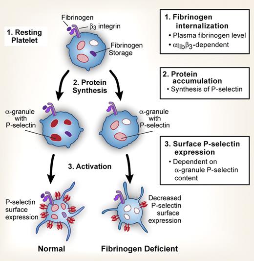 Figure 1. Regulation of P-selectin expression in circulating platelets. P-selectin expression is regulated on different levels: (1) internalization of fibrinogen via β3 integrins and the level of plasma fibrinogen; (2) accumulation of P-selectin by protein synthetic pathways; (3) activation-dependent P-selectin surface expression, regulated in part by the relative content of P-selectin present in α granules.
