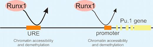 Figure 1. “Hit and run” model of Runx1 action in the unfolding of chromatin at Pu.1 regulatory regions in early hematopoietic development.