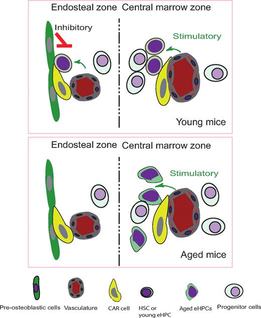 Figure 1. Illustration of endosteal zone and central marrow zone in transplanted mice which donor eHPCs come from young and aged mice. Fig showed young eHPCs located closer to endosteum compare to aged eHPCs, and protrusion movements and cell surface increased in aged eHPCs.