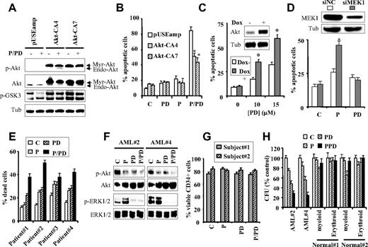 Figure 2. MEK and Akt inactivation plays a key role in perifosine/PD-mediated lethality, and this treatment induces apoptosis in and diminishes the colony-forming ability of primary AML cells. (A) Two clones (Akt-CA4 and Akt-CA7) of U937 cells expressing constitutively active Akt (myristoylated Akt) and the empty-vector pUSEamp were left untreated or treated with perifosine and PD184352 for 16 hours, after which protein lysates were prepared and subjected to Western blot analysis to monitor the levels of total Akt and the degree of its phosphorylation. Endo-Akt indicates endogenous Akt. Alternatively, extent of apoptosis was determined using annexin V analysis (B). Values represent the means for 3 separate experiments ± SD. *Significantly lower than values obtained for empty-vector pUSEamp cells (P < .01). (C) U937 cells inducibly expressing dominant-negative Akt were left untreated or treated for 48 hours with 2 μg/mL doxycycline, after which the cells were either lysed and Western blot performed (C inset) or exposed to PD184352 (10 or 15μM) for an additional 24 hours and then subjected to annexin V/PI analysis. Values represent the means for 3 separate experiments ± SD. *Significantly higher than values obtained in the absence of doxycycline (P < .02). (D) U937 cells were transiently transfected with siRNA against MEK1 (siMEK1) or negative control siRNA (siNC) for 48 hours and then treated with 3μM perifosine or 10μM PD184352. The extent of apoptosis was monitored at 48 hours after treatment using annexin V staining assay. Values represent the means for 3 separate experiments ± SD. *Significantly higher than values obtained for siNC-transfected cells (P < .05). (E) Leukemic blasts were isolated, as described in “Isolation of patient-derived leukemic blasts,” from the bone marrow of 4 patients with AML (FAB classification M2), exposed to perifosine (7.5μM) and PD (10μM) for 24 hours, after which the extent of apoptosis was determined using annexin V analysis. (F) Alternatively, protein lysates were prepared and subjected to Western blot analysis. (G) Normal CD34+ cells were isolated, as described in “Isolation of CD34+ cells,” from the bone marrow of normal subjects (nonleukemic) and exposed to perifosine (7.5μM) and PD184352 (10μM) alone or in combination for 24 hours, after which cell viability was determined by flow cytometry using the annexin V staining assay. (H) Primary AML (patient nos. 2 and 4) and normal CD34+ cells (Lonza) were plated in methylcellulose in the presence of perifosine (7.5μM) and PD184352 (10μM) alone or in combination for 10 to 14 days, after which the CFUs were enumerated and expressed as a percentage of untreated cells, as described in “Methylcellulose colony formation assays.” (E-G) Each sample was analyzed in triplicate; values represent the means ± SD.