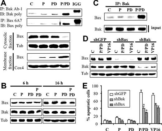 Figure 3. Exposure to perifosine/PD184352 results in Bak and Bax conformational change, whereas knockdown of these molecules markedly attenuates apoptosis. (A) U937 cells were exposed to PD184352 (10μM) and perifosine (2.5μM) alone or in combination for 16 hours, after which cells were lysed in buffer containing 1% CHAPS; conformationally changed Bak and Bax protein were immunoprecipitated using anti-Bak Ab1 and anti-Bax 6A7 antibodies, respectively, and subjected to Western blot analysis using polyclonal Bak and Bax antibodies (top panel). Alternatively, cytosolic and membrane fractions were separated, as indicated in “Subcellular fractionation,” and subjected to Western blot analysis (bottom panels). (B) U937 cells were exposed to PD184352 and perifosine alone or in combination for 6 or 16 hours, after which protein lysates were prepared and subjected to Western blot analysis. (C) U937 cells were treated and lysed as in panel A and subjected to immunoprecipitation using anti-Bak antibodies. The immunoprecipitates were separated by sodium dodecyl sulfate–polyacrylamide gel electrophoresis and immunoblotted with polyclonal Bax antibodies. Input lysates were subjected to Western blot and probed with Bak antibodies. (D) U937 cells stably transfected with shGFP, Bax (shBax), or Bak (shBak) were treated with perifosine and PD184352, or with VP16 (2.5μM) for 24 hours, after which protein lysates were prepared and subjected to Western blot analysis. Alternatively, the extent of apoptosis was determined using annexin V staining (E). Values represent the means for 3 separate experiments ± SD. *Significantly lower than values obtained for shGFP cells (P < .01).