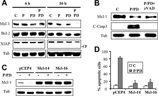 Figure 4. Perifosine/PD184352-mediated lethality involves Mcl-1 down-regulation. (A) U937 cells were exposed to PD184352 (10μM) and perifosine (2.5μM) alone or in combination for 6 or 16 hours, after which protein lysates were prepared and subjected to Western blot analysis using designated antibodies (CF = cleavage fragment). (B) U937 cells were pretreated with zVAD-fmk (25μM) for 1 hour before treatment with perifosine and PD184352 for 16 hours. Then Mcl-1 protein levels and caspase-3 cleavage were monitored by Western blot analysis. (C) Two clones (Mcl1-14 and Mcl1-16) of U937 cells overexpressing Mcl-1 and empty-vector cells (pCEP4) were treated with perifosine and PD184352 for 16 hours, after which Mcl-1 protein levels were monitored by Western blot analysis. Alternatively, the extent of apoptosis was monitored at 24 hours after treatment using annexin V staining assay (D). Values represent the means for 3 separate experiments ± SD. *Significantly lower than values obtained for empty-vector pCEP4 cells (P < .005).