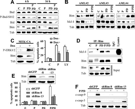 Figure 5. Knockdown of Bim significantly diminishes perifosine/PD184352-mediated cell death. (A) U937 cells were exposed to PD184352 (10μM) and perifosine (2.5μM) alone or in combination for 6 or 16 hours, after which protein lysates were prepared and subjected to Western blot analysis using designated antibodies. (B) Primary AML mononuclear cells isolated from 3 patients were treated with perifosine (7.5μM) and PD184352 (10μM) alone or in combination for 24 hours, after which cells were lysed and subjected to Western blot analysis to monitor Bim and Mcl-1 protein levels. (C left panel) Jurkat cells (MT6) inducibly expressing constitutively active MEK1 were left untreated or treated for 48 hours with 2 μg/mL doxycycline, after which cells were analyzed for phospho-ERK1/2 and Bim expression by Western blot. Alternatively, cells were treated with perifosine (8μM) or LY294002 (50μM) for 48 hours, after which cell death was assessed by annexin V analysis (C right panel). Values represent the means for 3 separate experiments ± SD. *Significantly lower than values obtained in the absence of doxycycline (P < .01). (D) U937 cells were exposed to PD184352 (10μM) and perifosine (2.5 μM) alone or in combination for 16 hours, after which cells were lysed in CHAPS buffer and subjected to immunoprecipitation assay using Bim antibodies. The immunoprecipitates were then subjected to immunoblot analysis with either Mcl-1 or Bim antibodies. Input lysates were also subjected to Western blot analysis to monitor Bim levels. (E) Two clones (shBim-8 and shBim-13) of U937 cells in which Bim was knocked down using shRNA and their control counterpart shGFP-transfected cells were treated with perifosine and PD184352 alone or in combination for 24 hours, after which the extent of apoptosis was determined using the annexin V staining assay. Alternatively, protein lysates were prepared and Western blot was performed (F). Values represent the means for 3 separate experiments ± SD. *Significantly lower than values obtained for shGFP-transfected cells; P < .01. (C inset) Western blot performed on lysates prepared from these cells before treatment.