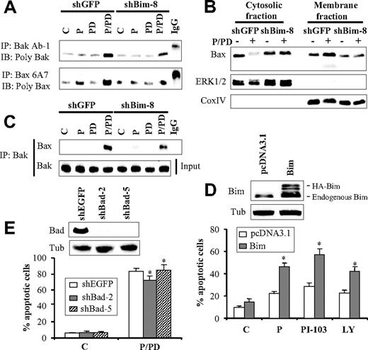 Figure 6. Role of Bim in Bak and Bax activation and apoptosis mediated by perifosine and PD184352 cotreatment. (A) U937 cells in which Bim was knocked down with shRNA and their control counterpart shGFP-transfected cells were exposed to perifosine (2.5μM) and PD184352 (10μM) for 16 hours, after which cells were lysed in CHAPS buffer and subjected to Bak and Bax conformation analysis, as indicated in “Bax and Bak conformational change.” Alternatively, protein lysates were prepared from cytosolic and membrane fractions, as described in “Subcellular fractionation,” and subjected to Western blot analysis (B). (C) Bim knockdown cells and their control counterparts were treated and lysed as in (A) and analyzed for Bak and Bax binding, as described in Figure 3C. (D) U937 cells were stably transfected with a wild-type Bim construct, and clones exhibiting increases in Bim expression were pooled and used for subsequent experiments (D top panel). Bim-overexpressing cells were exposed to perifosine (2.5μM), PI-103 (3μM), or LY294002 (20μM) for 24 hours, after which the extent of apoptosis was monitored using annexin V analysis assay (D bottom panel). Values represent the means for 3 separate experiments ± SD. *Significantly higher than values for pcDNA3.1-transfected cells (P < .05 in each case). (E) Protein lysates were prepared from 2 clones (shBad-2 and shBad-5) of U937 cells in which Bad was knocked down using shRNAmir, or their control counterparts transfected with EGFP-shRNAmir (shEGFP), after which they were subjected to Western blot analysis (E top panel). These cells were treated with perifosine and PD184352 for 24 hours, after which the extent of cell death was monitored by the annexin V analysis assay (D bottom panel). Values represent the means for 3 separate experiments ± SD. *Not significantly different from values for shEGFP-transfected cells (P > .05 in each case).