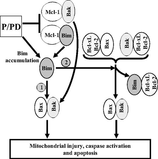 Figure 7. Proposed mechanistic model by which dual disruption of PI3K/Akt and MEK/ERK1/2 pathways induces apoptosis. Dual disruption of the MEK/ERK1/2 and PI3K/Akt pathways results in Bim accumulation, most likely through enhanced transcription and diminished degradation by the proteasome system as a consequence of Bim dephosphorylation. In addition, this treatment also diminishes Mcl-1 protein levels through a caspase-independent process, leading to Bim and Bak release from Mcl-1. These events may involve 2 possible mechanisms: (1) direct activation of Bax by accumulation of Bim; and (2) binding of Bim to Bcl-2 and Bcl-xL, thereby displacing Bax and Bak from these antiapoptotic proteins. Both mechanisms lead to Bax and Bak conformational change and activation, mitochondrial outer membrane permeabilization, release of cytochrome c, and other proapoptotic factors, culminating in apoptosis induction.