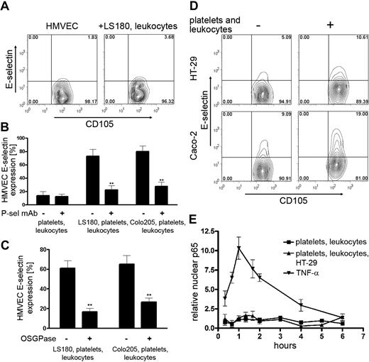 Figure 2. Selectin ligands on tumor cells mediate the inflammatory response of HMVECs. (A) E-selectin expression by quiescent HMVECs (left) and by HMVECs cocultured with LS180, PMNs, and monocytes (right). (B) E-selectin expression on HMVECs after the coculture with blood elements and LS180 or Colo205 cells in the presence of a P-selectin function-blocking antibody (10 μg/mL). (C) E-selectin expression on HMVECs cocultured with blood elements and LS180 or Colo205 cells, treated with O-sialoglycoproteinase (OSGPase) or sham treated. Mean ± SEM. **P < .01 by 2-tailed Student t test. (D) Representative flow cytometric data of E-selectin expression on HMVECs cocultured with HT-29 or Caco-2 cells either in the absence or presence of blood elements (PMNs, monocytes, and platelets). (E) Relative nuclear translocation of p65 in HMVECs cocultured with HT-29 cells, leukocytes, and platelets. Stimulation with TNF-α was used as a positive control of endothelial activation. Mean ± SEM of 3 independent experiments.
