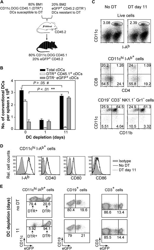Figure 2. Active homeostatic regulation of DC numbers. (A) Schematic representation of the mixed bone marrow (BM) chimeras used in this study. (B) Numbers of CD11chi MHC-II+ cDC (gated as shown in Figure 2C top) per spleen in mixed BM chimera mice after continuous DT application. Results are expressed as mean value ± SEM; **P < .01; #not statistically significant, analysis of variance (ANOVA). (C) Phenotypic analysis of expanded cDCs in spleen after 11 days of DT application (DT day 11) compared with DCs from untreated mice (No DT). Shown are FACS dot plots showing the percentage of cDCs (C top), cDC subpopulations (C middle), and CD11b expression on DCs (C bottom) from 1 representative mouse spleen. Cells were gated as indicated on top of FACS plots, and numbers indicate percentages in gates shown. (D) Representative histogram overlays of I-Ab, CD40, CD80, CD86 expression by splenic CD11chi MHC-II+ cDCs after no DT treatment (full line) or 11 days of DT administration (open line). (E) Specific increase of DTR− eGFP+ cells in the DC compartment after prolonged depletion of DTR+ DCs. Shown are FACS dot plots from 1 representative mouse spleen. For each cell population, an equal number of total cellular events are shown for groups “no DT” and “11” days of DC depletion. Numbers in the dot plot indicate the percentage within the cDC (CD11chi MHC-II+), B-cell (CD19+) and T-cell (CD3+) populations. All experiments were repeated 3 times with similar results using 4 to 5 mice per group.