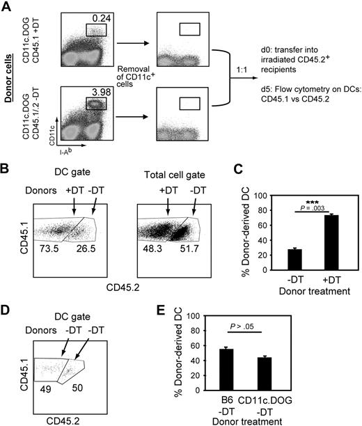 Figure 4. DT treatment results in increased differentiation of DC precursors. (A) Competitive cotransfer approach to investigate splenic DC precursor activity in vivo. The DC precursor population was obtained from spleens of mice treated or not with DT for 2 days and MACS-depleted of CD11c+ cells. Five million cells from each donor were then cotransferred into irradiated recipient. Five days later, donor-derived DCs were quantified by flow cytometry based on CD45 congenic markers. (B) DCs predominantly derive from splenic precursors obtained from DC-depleted mice in cotransfer experiments. Representative flow cytometry data showing the relative percentages of cells from DT-treated (CD45.1) or untreated (CD45.1/.2) CD11c.DOG donor mice. (C) Bar diagram summarizing data shown in panel B from 4 individual mice. Results are expressed as mean percentage ± SEM. The experiment was repeated 3 times with comparable results. ***P < .005, Student t test. (D) CD45.1 and CD45.2 splenocytes have an equal capacity to generate DCs. The experiment was performed as in panels A to C except that DT treatment was omitted. (E) Bar diagram summarizing data shown in panel D from 3 individual mice. The experiment was repeated 2 times with comparable results. No statistically significant differences were observed (P = .109, Student t test).