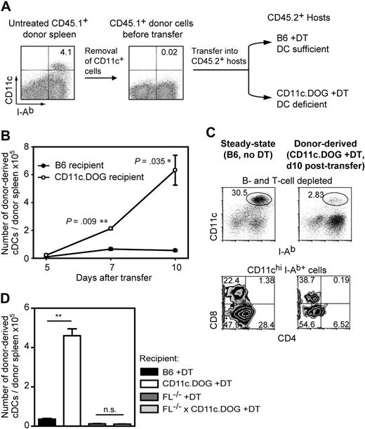 Figure 5. Increased differentiation of preexisting DC precursors in spleen after transfer into DC-depleted mice. (A) Experimental layout. Ten million of CD45.1+ CD11c− splenocytes (CD11c+ MACS-depleted splenocytes) obtained from untreated mice were transferred into CD45.2+ recipient mice with either normal DC numbers (B6 +DT) or reduced (CD11c.DOG +DT). In recipient mice, DT was applied daily from 1 day before precursor cell transfer until the end of the experiment. (B) Intrasplenic DC precursors differentiate into higher numbers of splenic DCs after transfer into DC-deficient environment. The number of donor-derived cDCs per donor spleen was calculated at 5, 7, and 10 days after adoptive transfer by flow cytometry using the CD45 congenic marker. cDC gate was set as in Figure 1A. Results are expressed as mean value ± SEM; *P < .05; ***P < .005, ANOVA. (C) Splenic DC precursors develop into all 3 major cDC populations in the spleen after transfer into DC-deficient environment. Shown are representative FACS diagrams of splenocytes derived from untreated B6 mice (B6, no DT) and donor-derived cells in DC-depleted mice (CD11c.DOG, +DT, day 10 after transfer). B and T cells were depleted before analysis. The experiment was repeated 4 times with comparable results. (D) The enhanced differentiation of splenic DC precursors in mice with reduced DC numbers is Flt3-L dependent. Similar experiment to that in panel B using different sets of recipient mice as indicated and injected with DT for 10 consecutive days. Results are expressed as mean value ± SEM; ***P < .005; #not statistically significant, ANOVA.